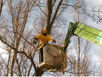 easy and safe access into a tree´s crown
