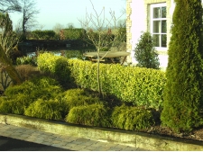 formal hedge trimming