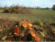 complete hedge removal