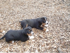 equine/ farm wood chips