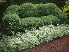 garden mulch wood chips